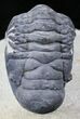 Crotalocephalina Trilobite - Foum Zguid, Morocco #25824-2